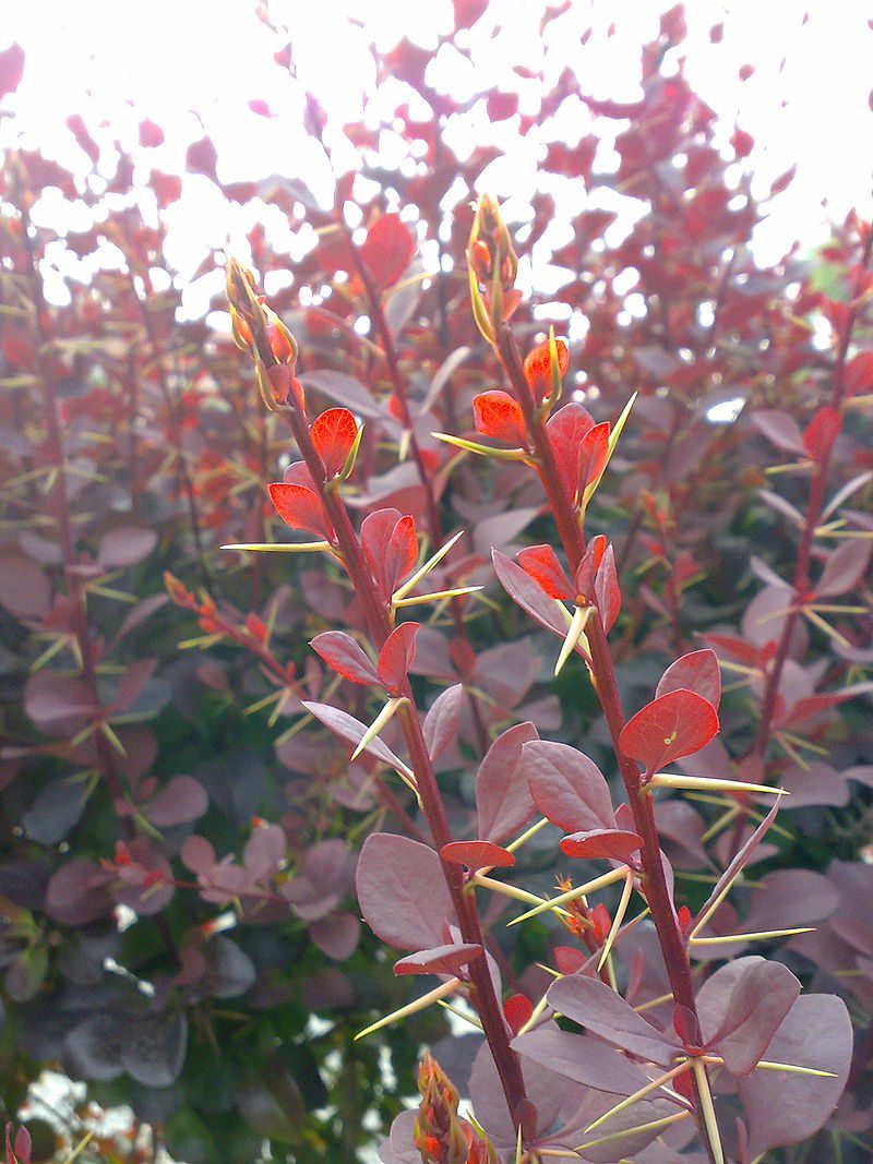 Blodberberis