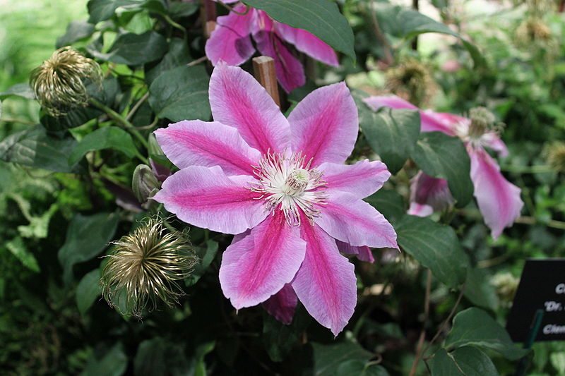 Clematis Dr.Ruppel