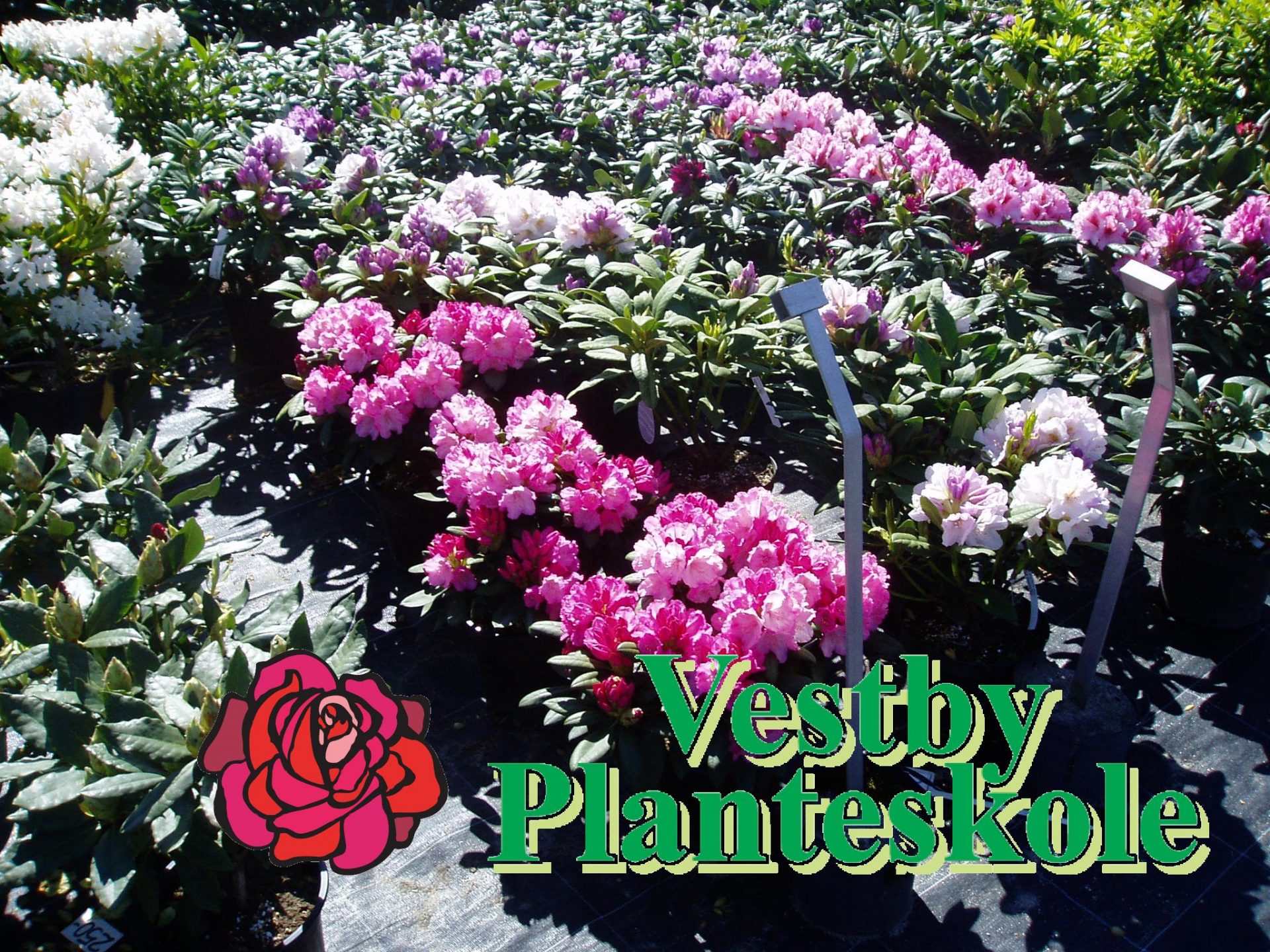 gavekort vestby planteskole