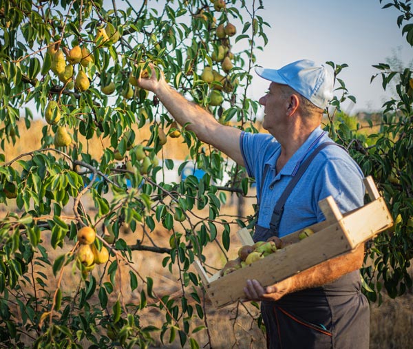 Mann plukker pærer fra pæretre