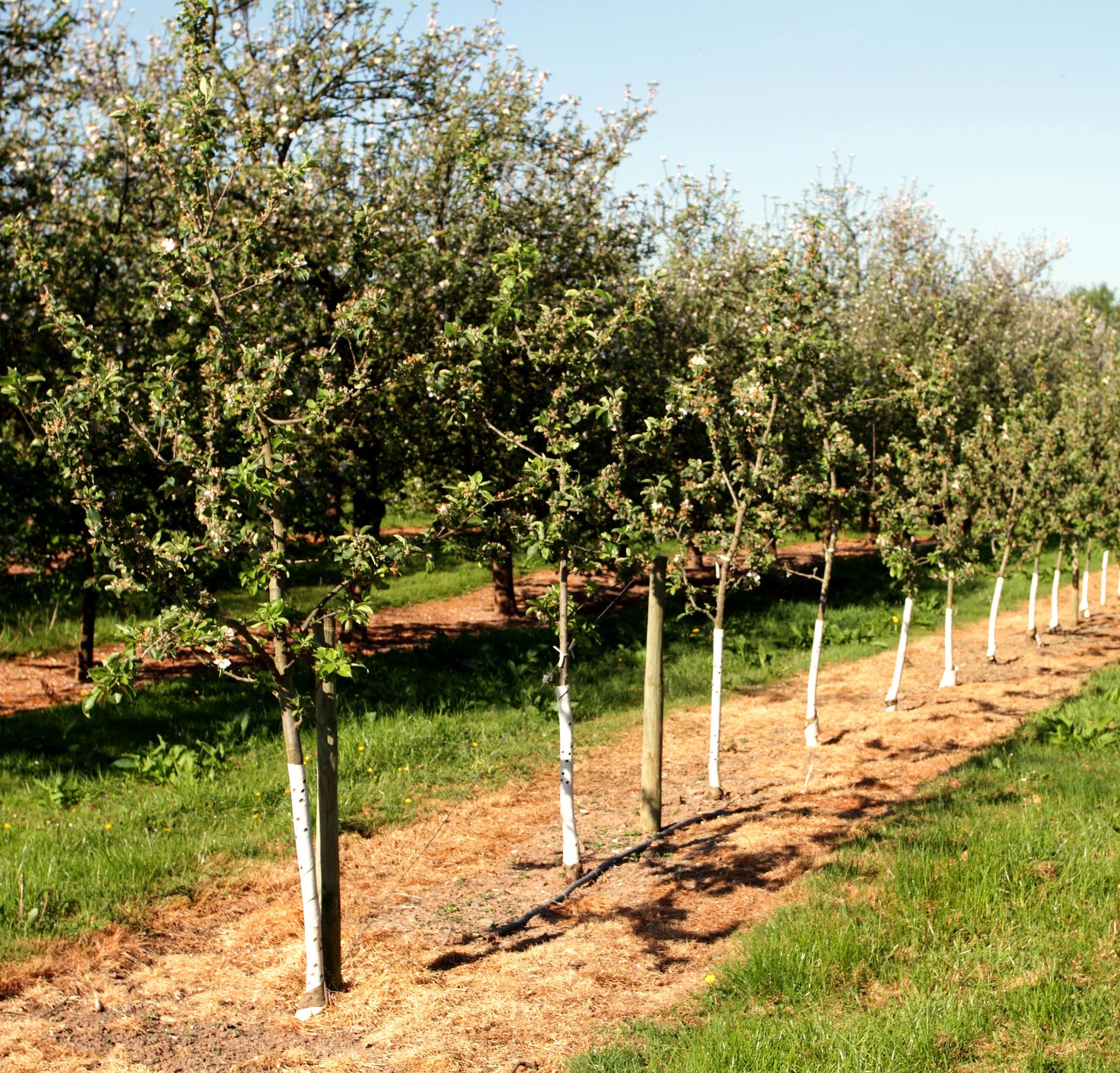 Planting av frukttrær i Sarpsborg i Østfold