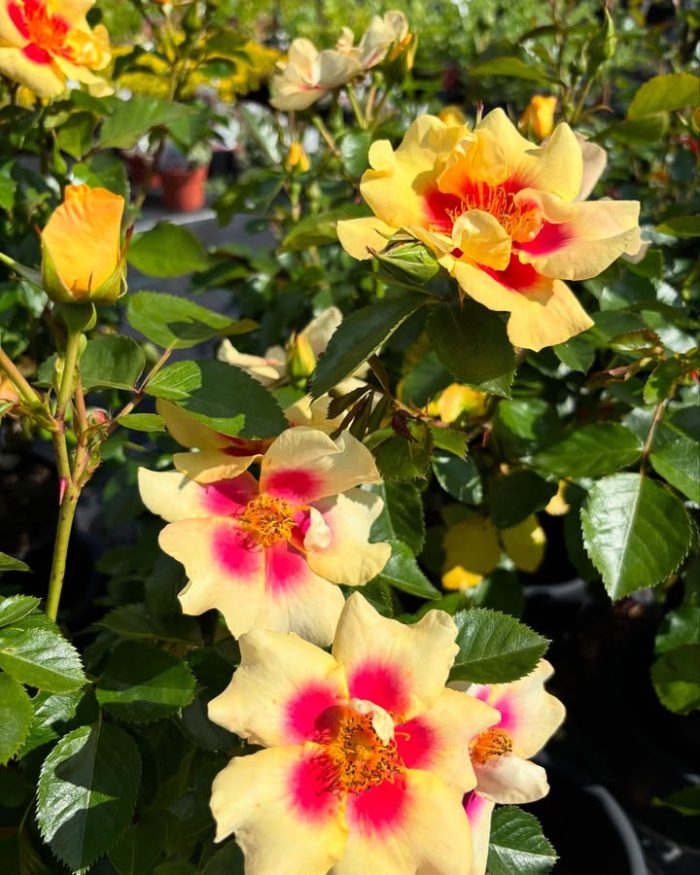 Nå har vi mange fine remonterende roser på sitt beste 🌸 Fra kun 225kr pr. stk. 
Kom innom for en hyggelig handel 😊