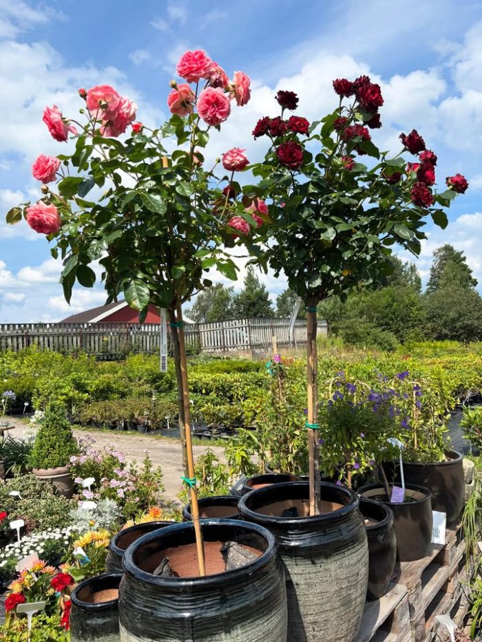 Nå har vi flotte stammeroser til kun 750kr pr. stk.
Vi har også rosebusker i alle mulige farger og størrelser fra kun 225kr pr. stk 🌸🌺🌼
Kom innom for en hyggelig handel ☺️